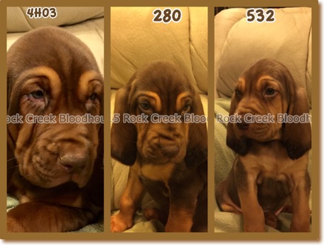 Puppy Collage