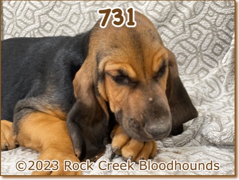 Rock Creek Bloodhounds - Female 731