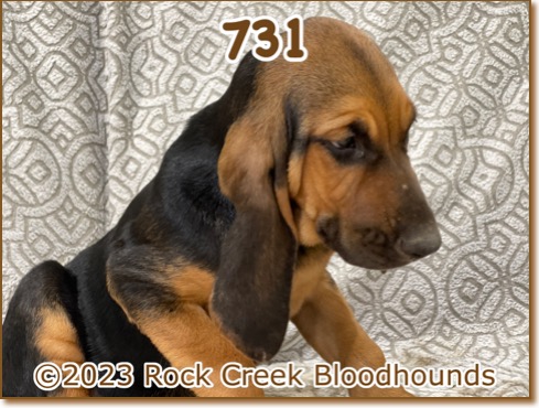 Rock Creek Bloodhounds - Female 731